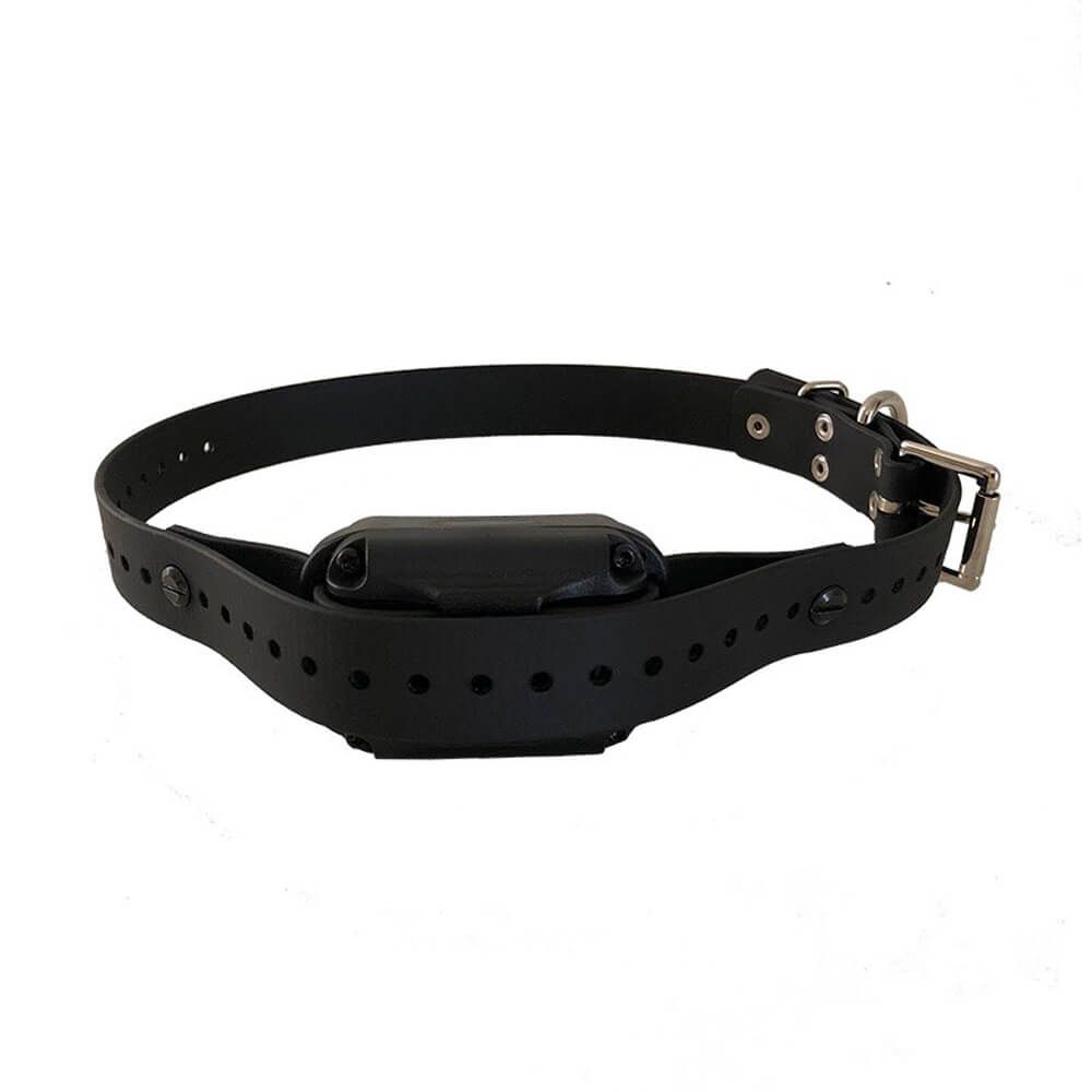 Large e collar online
