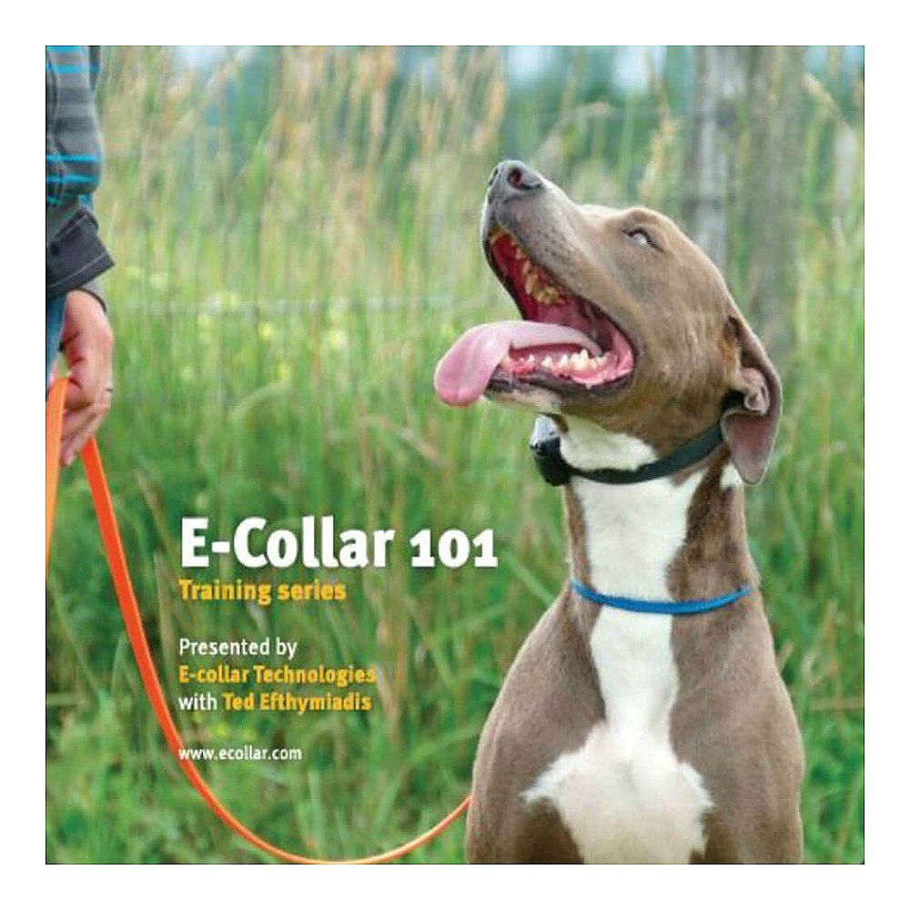 leash training with e collar